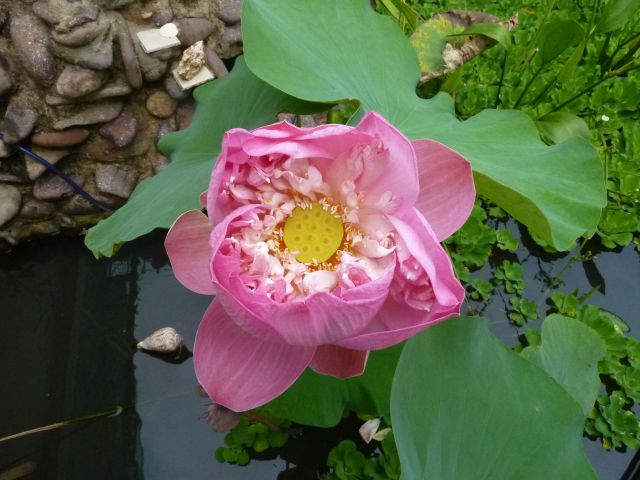 Eine Lotusblume im Gartenteich des Swiss Garden's in voller Blüte.